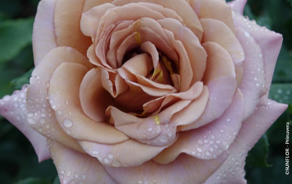 ©SUNFLOR - Primavera